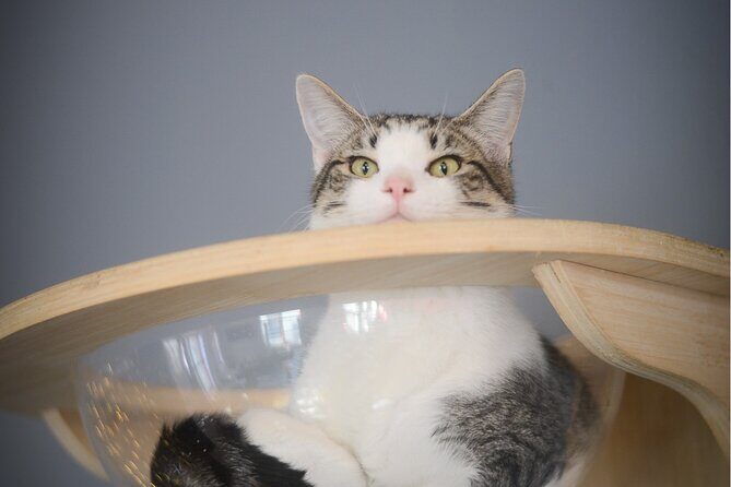 Visit the Rescued Cats of Cat Therapy - Who Should Consider Visiting?