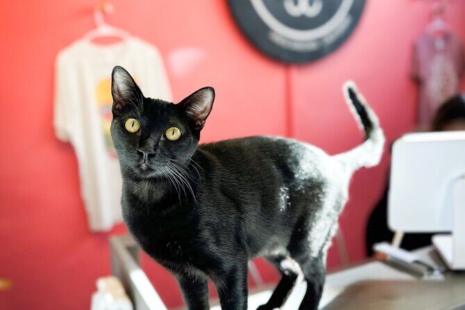 Visit the Rescued Cats of Cat Therapy - FAQ