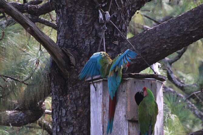 Visit the Sanctuary of the Guacamayas in free life - Visit the Sanctuary of the Guacamayas in Free Life: A Close Encounter with Mexico’s Wild Macaws