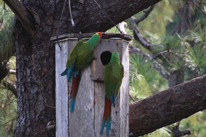 Visit the Sanctuary of the Guacamayas in free life - Who Would Love This Tour?