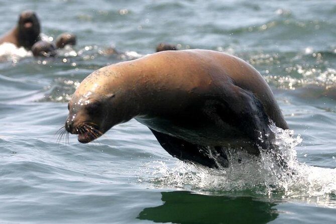 Visit the Sea Lions in Palomino Islands, in Lima Peru - The Value of the Experience