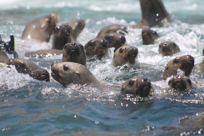 Visit the Sea Lions in Palomino Islands, in Lima Peru - Frequently Asked Questions