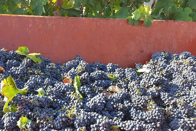 Visit to a Winery in Salento with Wine tasting and light lunch. From Lecce - Exploring the Salento Winery Tour in Detail