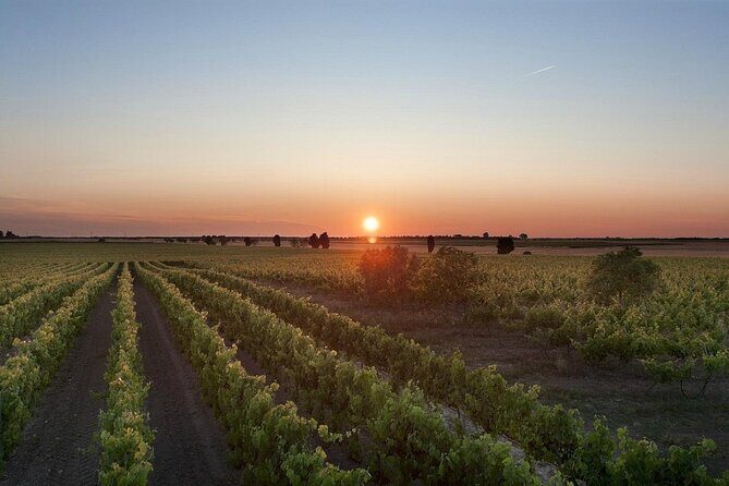 Visit to a Winery in Salento with Wine tasting and light lunch. From Lecce - FAQ