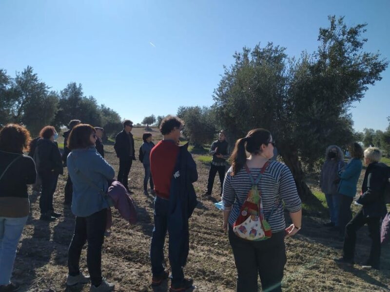 Visit to an olive oil mill and oil tasting with aperitif and food and wine pairing. - A Closer Look at the Olive Oil Experience Near Madrid