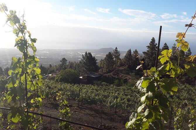 Visit to Arafo Mountain Vineyard and Organic Wine Tasting - Who Should Book This Tour?