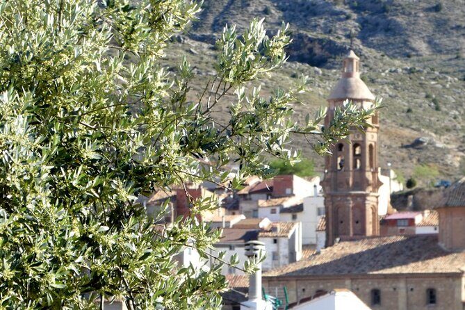 Visit to olive grove and olive mill with oil tasting and tasting - The Overall Experience: Who Will Love It?