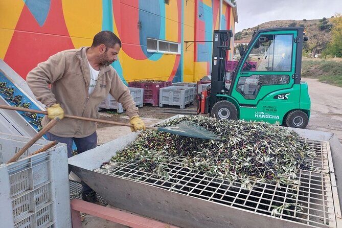 Visit to olive grove and olive mill with oil tasting and tasting - The Sum Up: A Genuine Slice of Aragón’s Olive Heritage