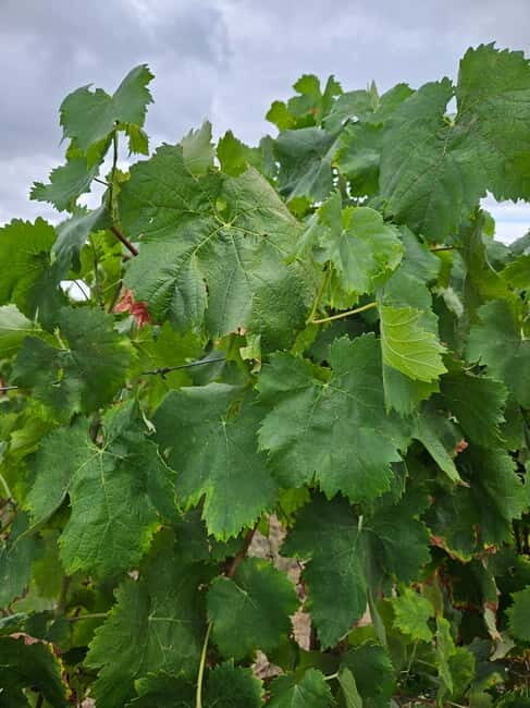 Visit to Quinta de Sobre a Fonte with wine tasting - pet friendly - Discover the Authentic Charm of Quinta de Sobre a Fonte with Wine Tasting