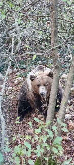 Visit to the bear wildlife area and the medieval tower - Exploring the Lazio Experience: Wildlife and History in Harmony