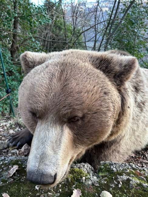 Visit to the bear wildlife area and the medieval tower - Who Should Consider This Tour?