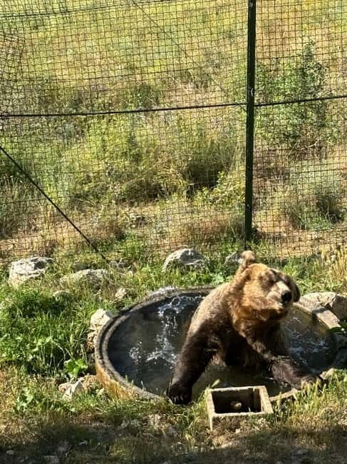 Visit to the bear wildlife area and the medieval tower - Frequently Asked Questions