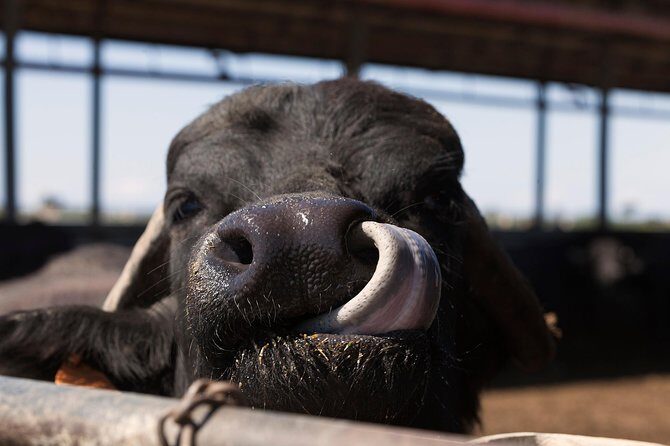 Visit to the Bufale and Dairy farm with cheese tasting - An In-Depth Look at the Bufale and Dairy Farm Tour