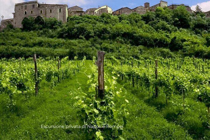 Visit to the cellar at the Feudi di San Gregorio da Sorrento - A Closer Look at the Tour Experience