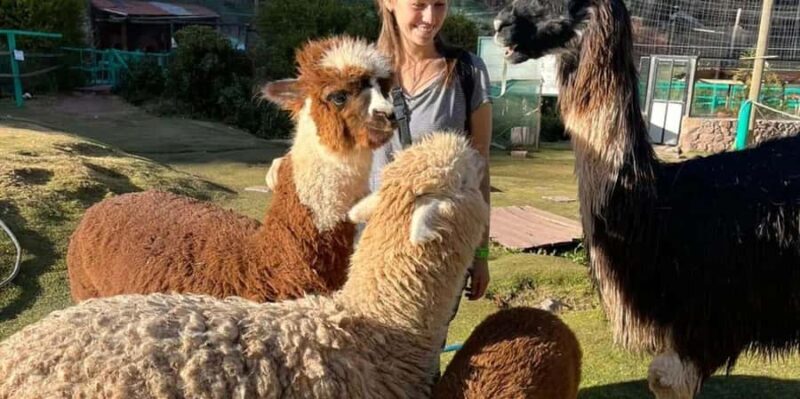 Visit to the Cochahuasi Animal Sanctuary with rescued animal - Key Points