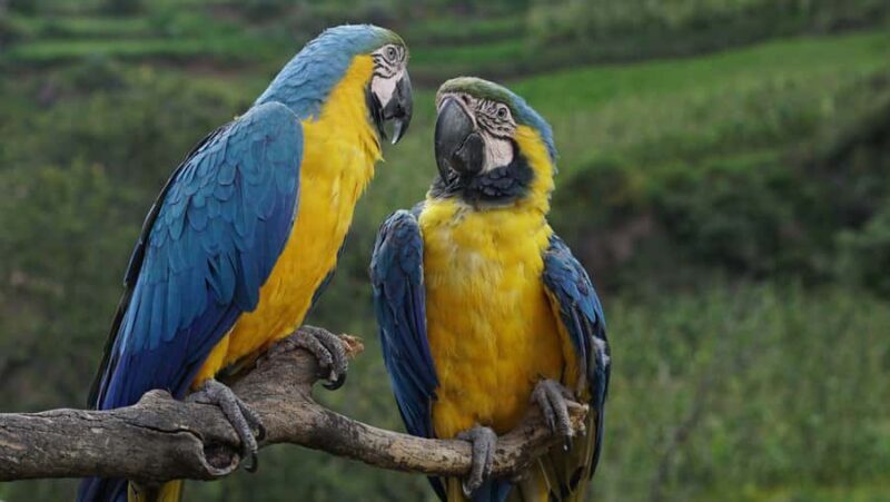 Visit to the Cochahuasi Animal Sanctuary with rescued animal - The Sum Up: Who Will Love This Experience?