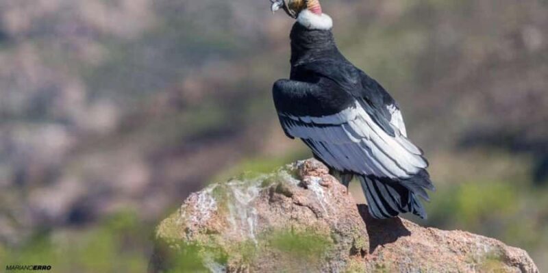 Visit to the Cochahuasi Animal Sanctuary with rescued animal - FAQ: Your Questions About the Cochahuasi Sanctuary Tour