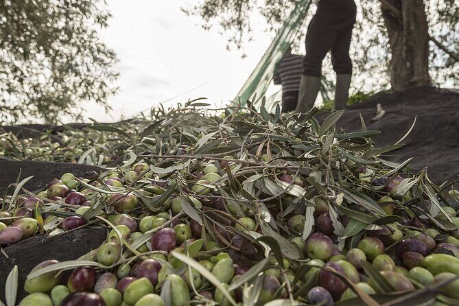 Visit to the olive grove, oil tasting and lunch at the farm - A Detailed Look at the Olive Oil Tour and Tasting Experience