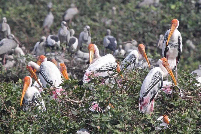 Visit to Vedanthangal Bird Sanctuary from Chennai - Discovering Vedanthangal Bird Sanctuary from Chennai: A Nature Lover’s Day Out