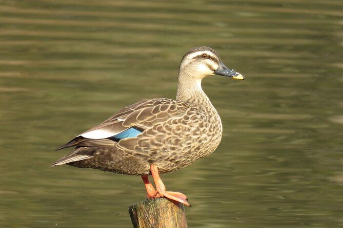 Visit to Vedanthangal Bird Sanctuary from Chennai - Key Points