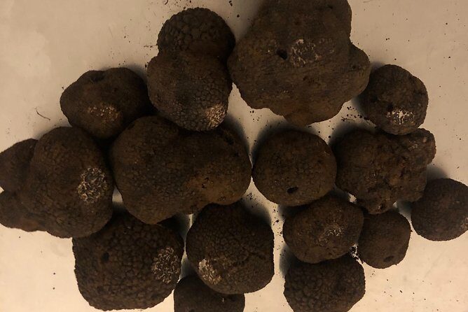 Visit truffle fields and hunt with a dog in all seasons. - An In-Depth Look at the Truffle Hunting Tour
