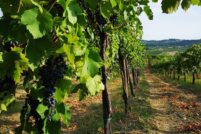 Visit, wine tasting and lunch - Discover Lombardy’s Vineyards: A Tasting Tour with Lunch for Wine Enthusiasts