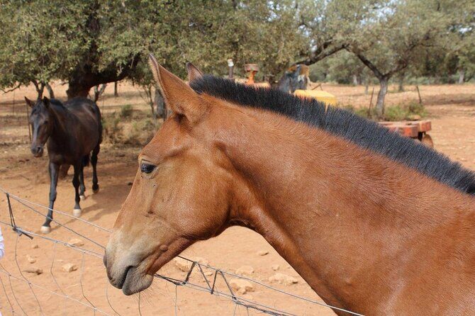 Visita Entre Toros y Caballos - Exploring Andalucia’s Heart: Visiting Entre Toros y Caballos near Ronda