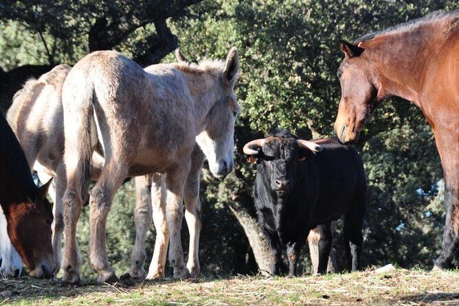 Visita Entre Toros y Caballos - The Sum Up: Who Should Consider This Tour?