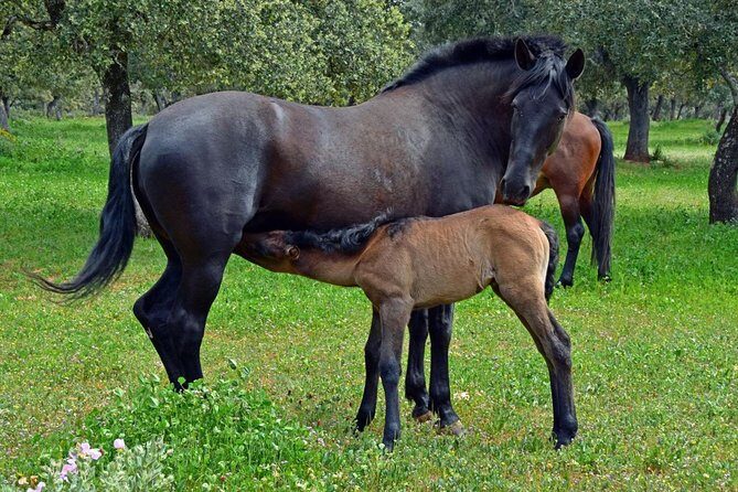 Visita Entre Toros y Caballos - FAQs