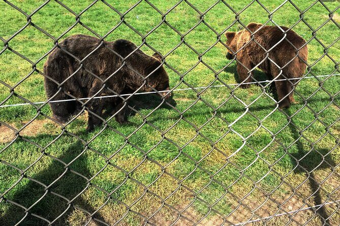 Visiting a Bear and Wolf Sanctuary - An In-Depth Look at Visiting the Bear and Wolf Sanctuary