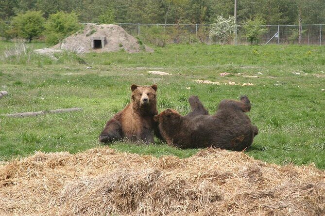 Visiting a Bear and Wolf Sanctuary - Final Thoughts