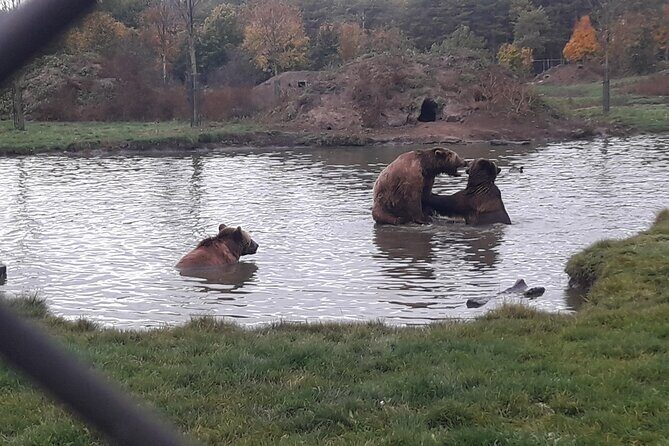 Visiting a Bear and Wolf Sanctuary - FAQ