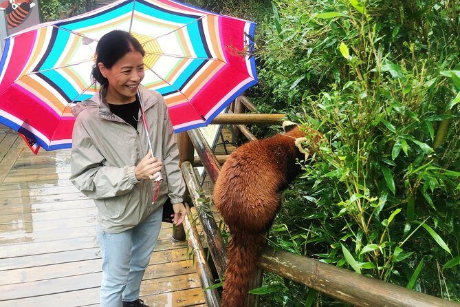 Visiting Chengdu Panda Base in a Half Day - An In-Depth Look at Visiting Chengdu Panda Base