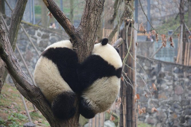 Visiting Dujiangyan Yaan Wolong Panda Base Optional Volunteering - A Deep Dive into the Panda Tour Experience