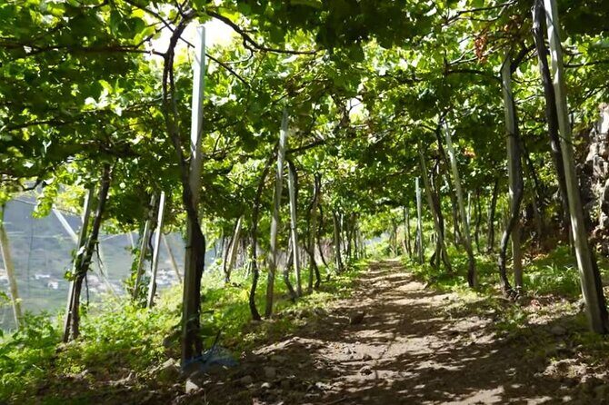 Visiting local Vineyard With Wine Tasting & Lunch included - Who Should Consider This Tour?