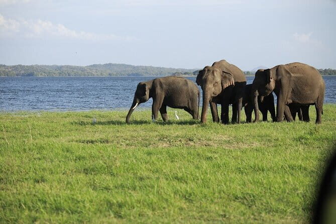 Visiting the historical Polonnaruwa Ruins and Minneriya Safari - A Closer Look at the Tour Experience