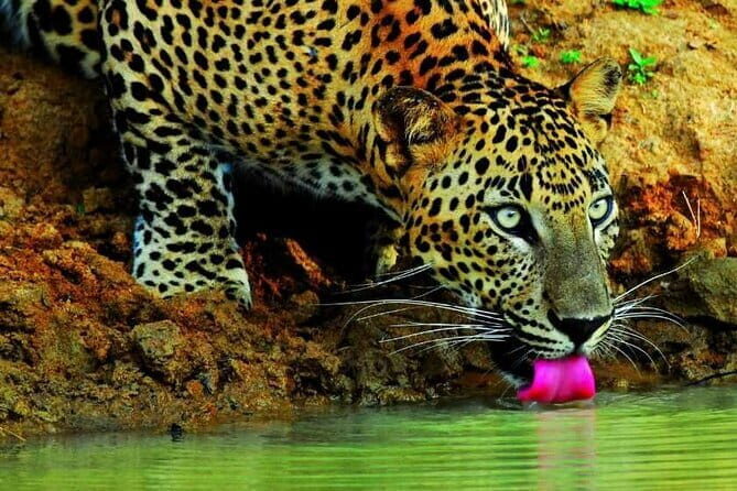 Visiting the historical Polonnaruwa Ruins and Minneriya Safari - Final Thoughts