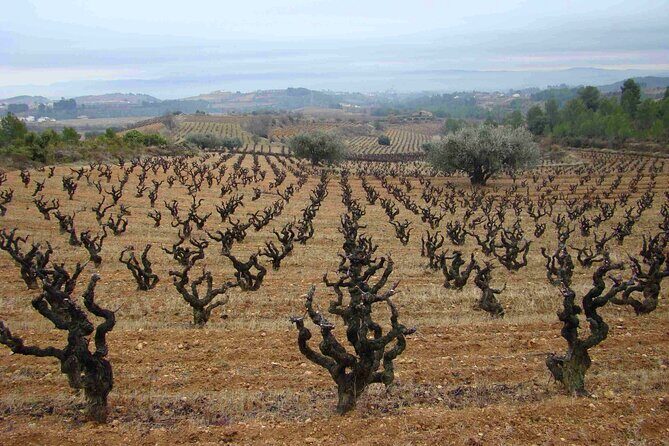 Viticulture and Wine-Tasting 3-Hour Trip from Barcelona - Who Would Enjoy This Tour?