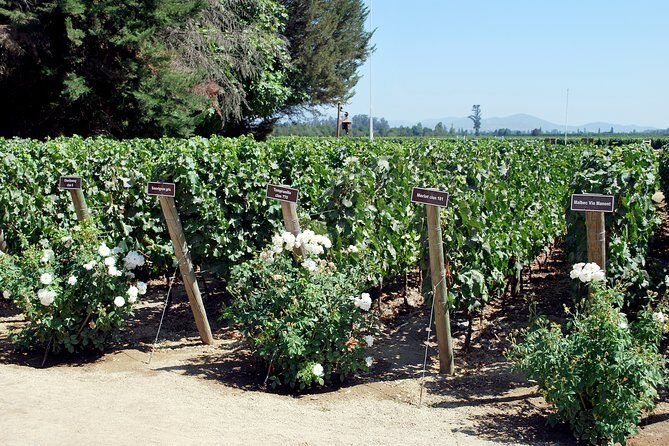 Viu Manent and Montes Winery, Colchagua Valley from semi-private - Exploring the Colchagua Valley: What’s Included