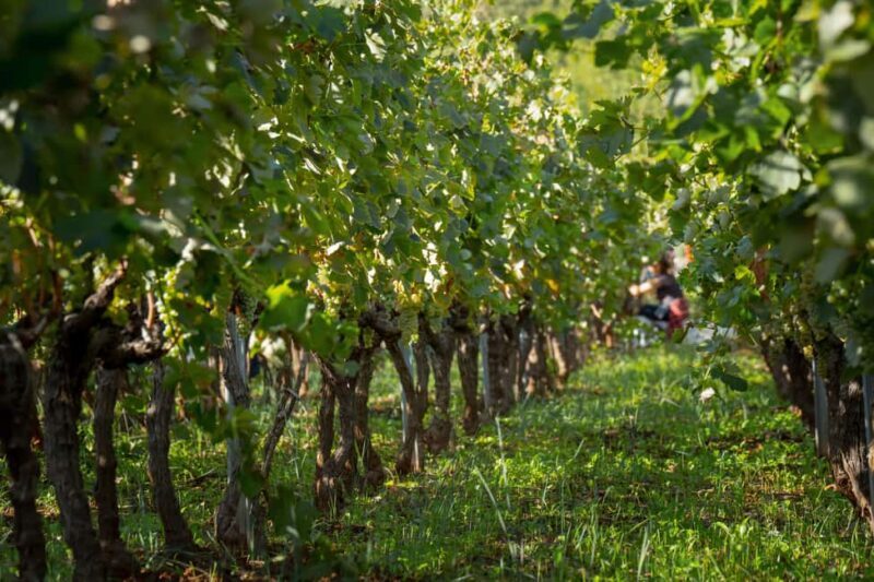 Vodice: Vinarija Birin Winery Tour with Wine Tasting - FAQs