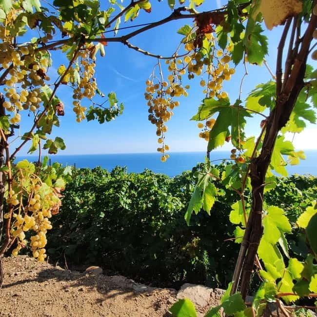 Volastra: BarCa Wine Tasting in Cinque Terre and Pesto Class - Experience the Best of Cinque Terre: Wine and Pesto in Volastra