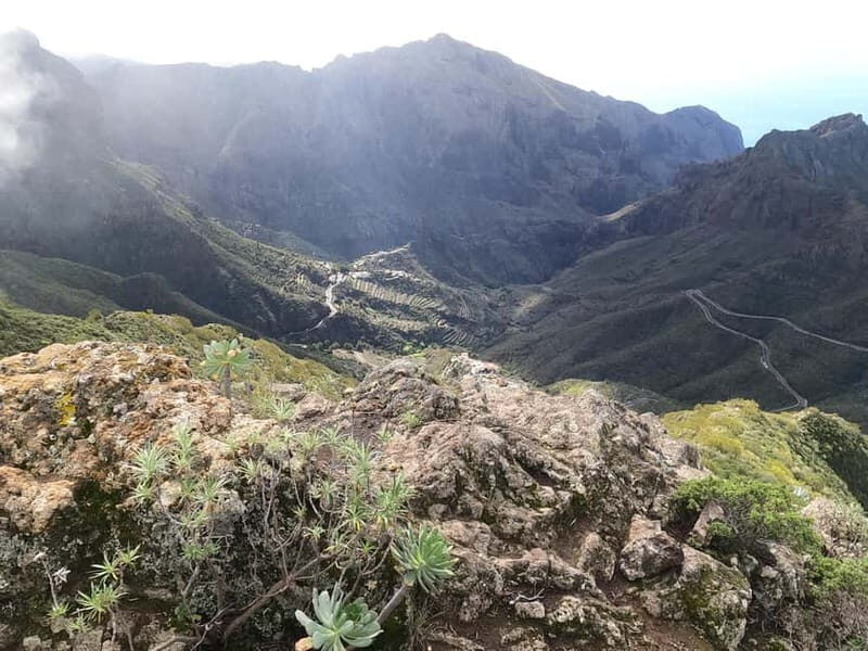 Volcanes, Viñedos y Laurisilva  Santiago del Teide - Who Will Love This Tour?