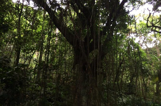Volcano Crater hike in St Kitts - FAQ: Your Questions About the Volcano Crater Hike in St Kitts