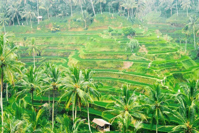 Volcano Jeep Adventure and Ubud Tour - The Sum Up