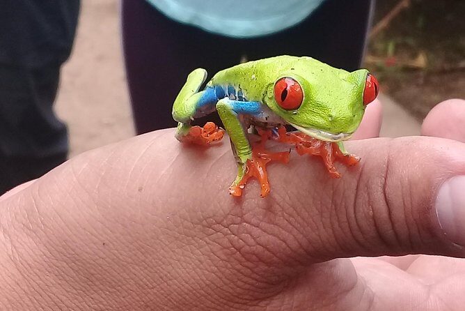 Volcano Mombacho Adventure in the Cloud Forest & Apoyo Lake - A Deep Dive into the Mombacho Volcano Adventure