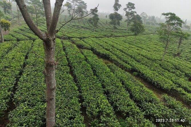 Volcano, Rice Field, Local Coffee, Tea factory, & Hot Spring Tour - A Deep Dive into the Tour Experience