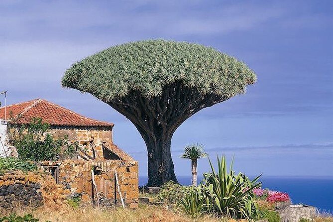 Volcano Teide - Masca ravine. Guided Tour from Puerto de la Cruz - Tenerife - Exploring Tenerife’s Top Sights with a Local Touch