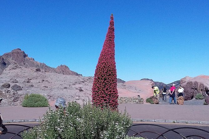 Volcano Teide - Masca ravine. Guided Tour from Puerto de la Cruz - Tenerife - Final Thoughts on Value