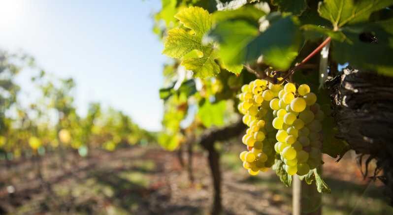 Vouvray wine half-day tour from Tours - Key Points