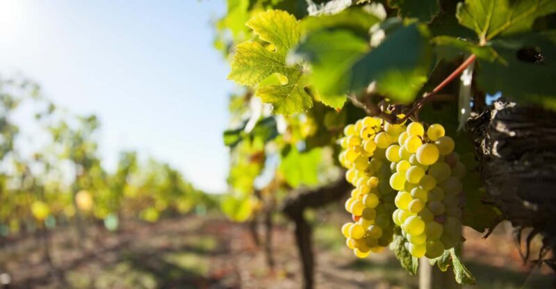 Vouvray wine half-day tour from Tours - FAQs